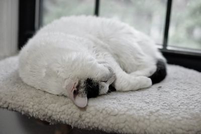 Close-up of cat sleeping