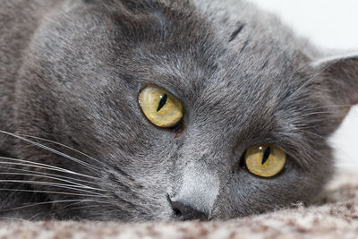 Close-up portrait of cat