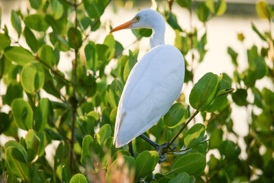 Close-up of a bird