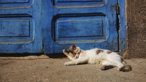 Cat sleeping in front of door