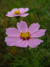 Close-up of pink cosmos flower growing outdoors