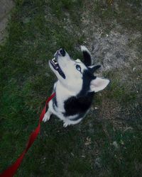 High angle view of dog on floor