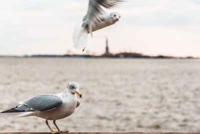 Close-up of seagull against white background