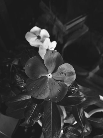 Close-up of wet flower plant