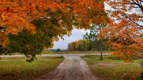 Road amidst trees during autumn