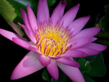 Close-up of pink flower