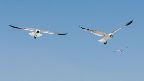 Low angle view of birds flying against clear sky