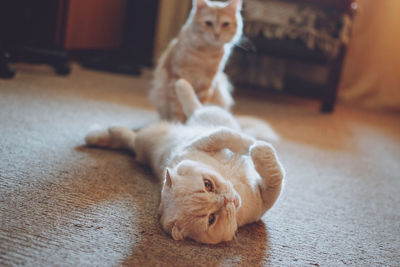 Cat lying on floor at home