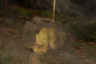 Close-up of turtle on field