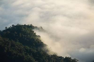 Low angle view of trees against cloudy sky