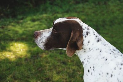 Close-up of dog looking away on field