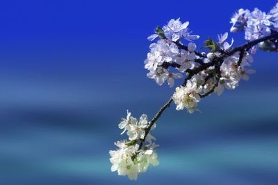 Close-up of cherry blossoms against blue sky