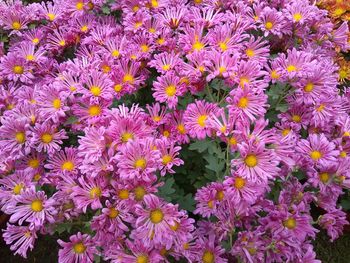 High angle view of purple flowering plants