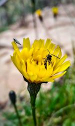 Close-up of bee pollinating on sunflower