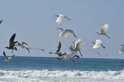 Seagulls flying over sea against clear sky