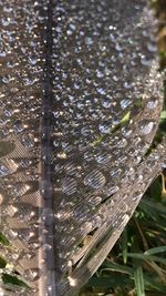 High angle view of raindrops on plants