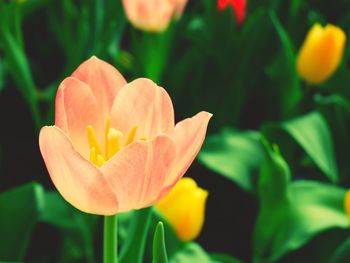 Close-up of flower blooming outdoors