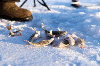 Fresh perch catch lies near the hole for catching fish, on the surface of a snow-covered lake.