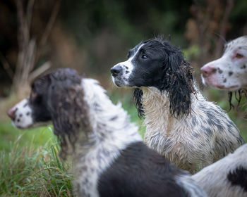 Close-up of a dog looking away