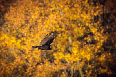 Kentucky buzzard flying against autumn trees