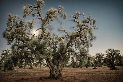 Trees on field against sky
