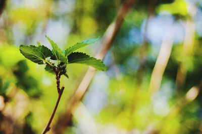 Close-up of leaves on tree