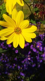 Close-up of yellow flowering plant