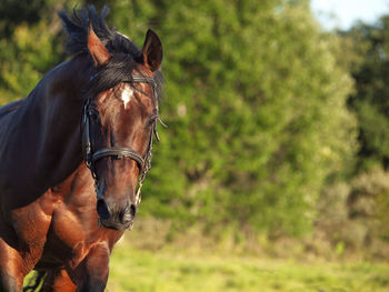 Close-up of horse standing on field