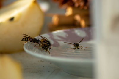 Close-up of bee on table