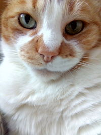 Close-up portrait of cat