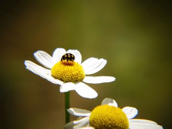 Close-up of bug on daisy