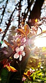 Close-up of flowers on tree