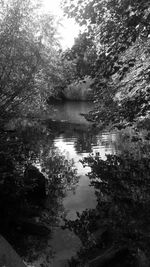 Scenic view of lake in forest