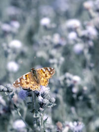 Close-up of butterfly pollinating on flower