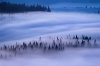 Trees in forest during winter against sky at dawn