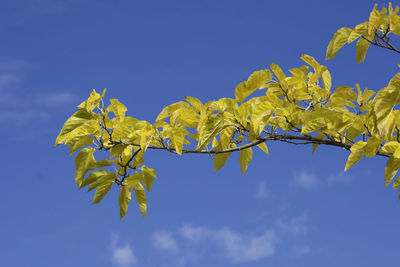 Low angle view of tree against blue sky