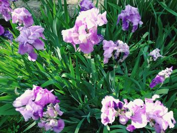 Close-up of purple flowering plants