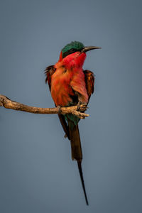 Low angle view of bird perching on branch