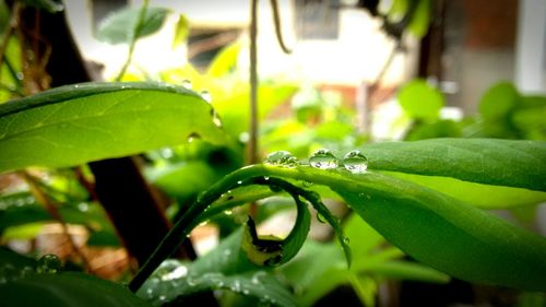 Close-up of plant