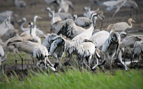 Flock of birds on field