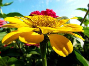 Close-up of yellow flower