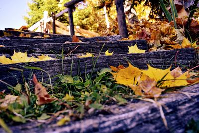 Close-up of autumn leaves