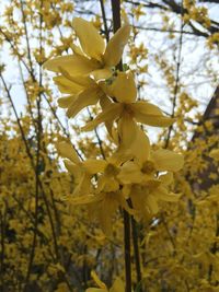 Close-up of yellow flowers