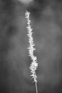 Close-up of plant