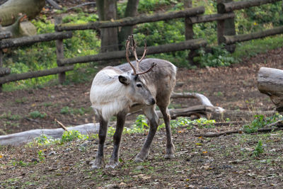 Deer standing in a forest