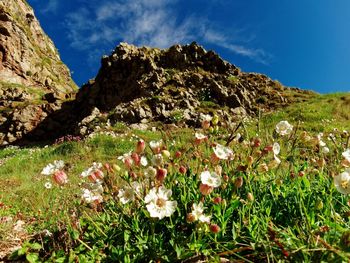 Scenic view of flowering plants on field against sky