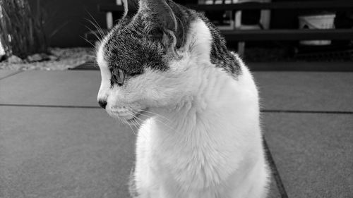 Close-up of a cat looking away