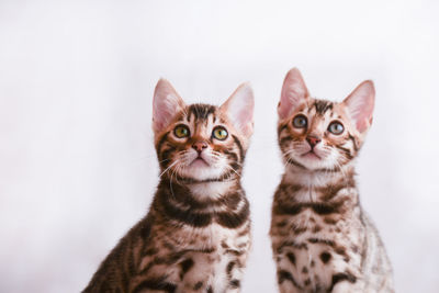 Portrait of cats on white background