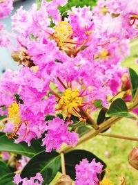 Close-up of pink flowers blooming outdoors