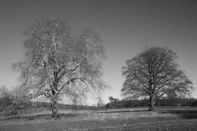 Trees on field against sky